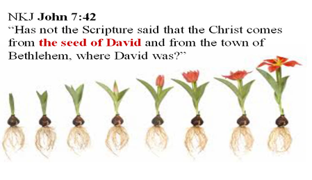 Picture of several points in the development of a bulbed seed plant with the scripture John 7:42 written on it